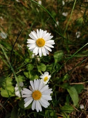 Bellis perennis
