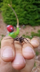 Alopecosa inquilina