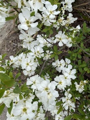 Exochorda