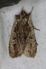 Lithophane oriunda