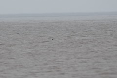 Gavia stellata