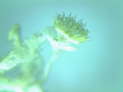 Hydroides elegans