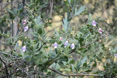 Lepechinia cardiophylla