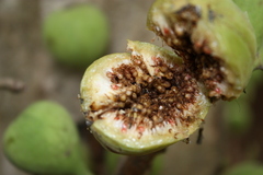 Ficus sur