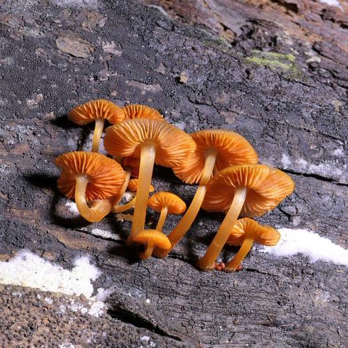 orange mycena