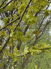 Acer pseudoplatanus