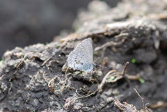Celastrina asheri