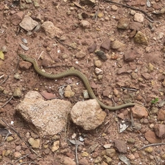 Macroprotodon mauritanicus