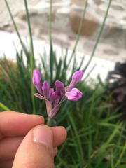 Angiospermae