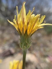 Microseris sylvatica