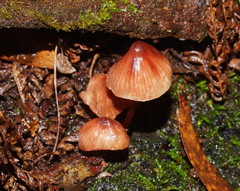 Mycena kuurkacea