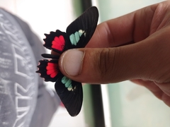 Parides eurimedes