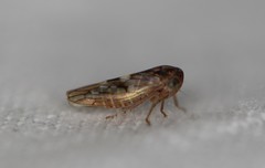 Idiocerus albolinea