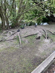 Fulica atra