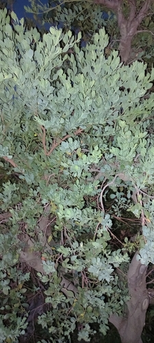 Osyris compressa
