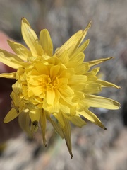 Microseris sylvatica