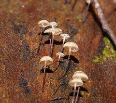 Marasmius alveolaris
