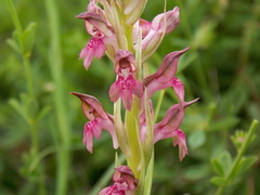 Anacamptis coriophora fragrans