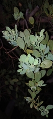 Osyris compressa, photograph Adele SL, CC BY, iNaturalist via GBIF