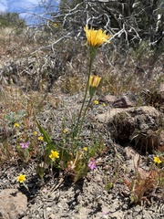Microseris sylvatica