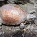 Tortuga de Monte - Photo (c) Karl Hawkman Drakulfeith, algunos derechos reservados (CC BY-NC), subido por Karl Hawkman Drakulfeith