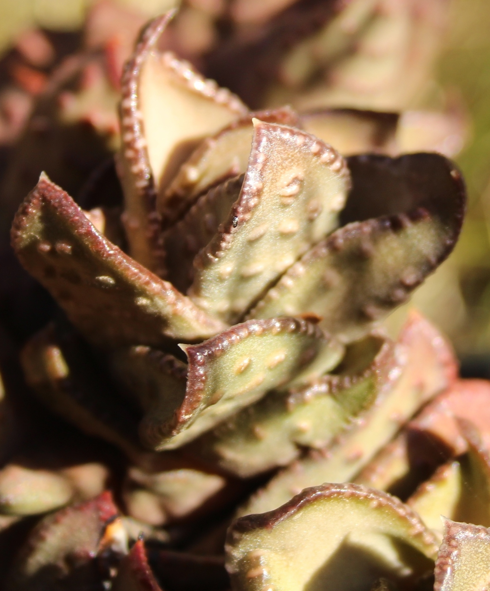Astroloba bullulata