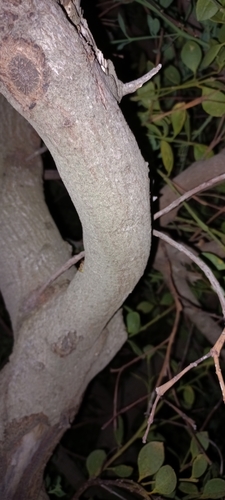 Osyris compressa, photograph 2