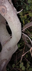 Osyris compressa, photograph Adele SL, CC BY, iNaturalist via GBIF