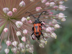 Stictoleptura cordigera