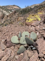 Opuntia basilaris