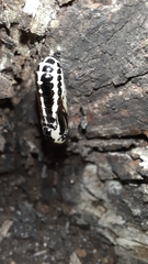 Methona confusa psamathe