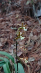 Prosthechea varicosa