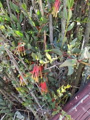 Tristerix penduliflorus