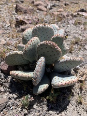 Opuntia basilaris
