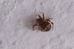 Parasteatoda lunata