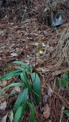 Prosthechea varicosa