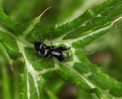 Aphantaulax trifasciata