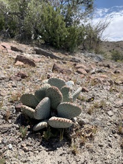 Opuntia basilaris