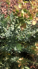 Myrsiniteae
