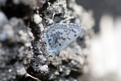 Celastrina asheri
