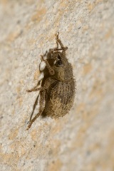 Cathormiocerus aristatus