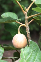 Ficus vallis-choudae