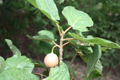 Ficus vallis-choudae