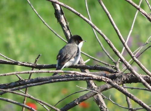 Sardinian Warbler (Curruca melanocephala), photo 10