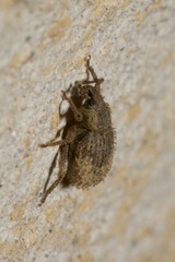 Cathormiocerus aristatus