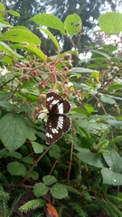 Neptis rivularis