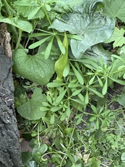 Arum maculatum