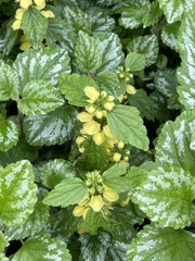 Lamium galeobdolon argentatum