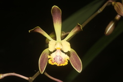 Encyclia alata