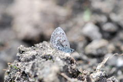 Celastrina asheri